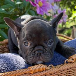 Purple collat girl - Liver female French Bulldog puppy in Golden, Missouri from Baxa Frenchie’s