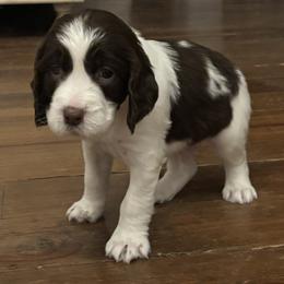 Grey - Liver and white male English Springer Spaniel puppy in Indianola, Mississippi from Rosebud Breeding