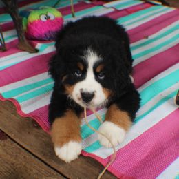 Bernese Mountain Dog Puppies from Baby Bear Bernese Kennel