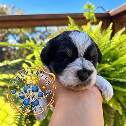Flap'Jack' - Parti male Miniature Schnauzer puppy in Dorr, Michigan from Enchanted Paws