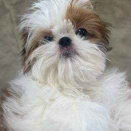 Charlie - Shih Tzu