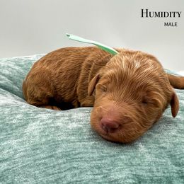 Humidity - Red male Bernedoodle puppy in Sunman, Indiana from Brunsman Country Doodles LLC