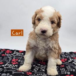 Carl - Red male Bernedoodle puppy in Neillsville, Wisconsin from Granton Creek