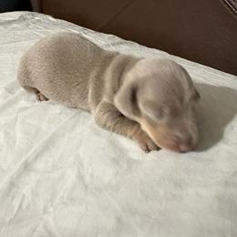 Blue Boy - Gray (blue) and tan male Dachshund puppy in Brooksville, Florida from Dip N Doxies