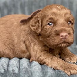 Rigel - Caramel red male Australian Labradoodle puppy in Phoenix, Arizona from Luxe Labradoodles