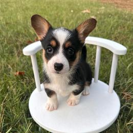 Icee - Black and white female American Corgi puppy in Waskom, Texas from Piney Woods Corgis