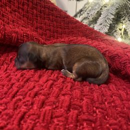 Charlie - Liver male Shih Tzu puppy in Lexington, North Carolina from SCS Shih Tzus