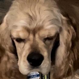 Atlas - Cocker Spaniel