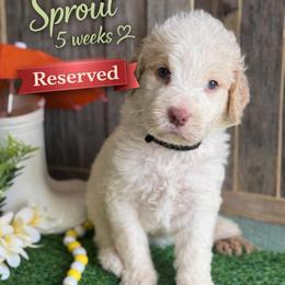 Sprout-black collar - Apricot male Saint Berdoodle puppy in Paw Paw, Michigan from ProAct Canines
