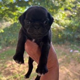 Light Blue Collar - Black male Pug puppy in Belmont, New Hampshire from Crazy Pugs Haven