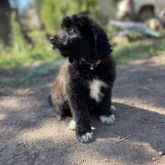 Aussiedoodle, Poodle, and Saint Berdoodle Puppies from Remington Kennels, LLC
