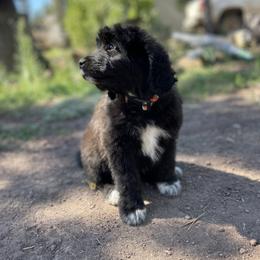 Aussiedoodle, Poodle, and Saint Berdoodle Puppies from Remington Kennels, LLC