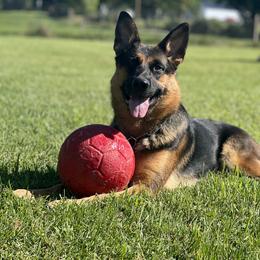 Bazi - German Shepherd