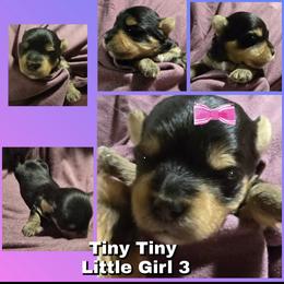 Girl 3 - Black and tan female Yorkshire Terrier puppy in Gatesville, Texas from Schultz Yorkies byGrace