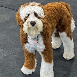 Australian Labradoodle puppies from Desert Waves Labradoodles