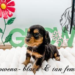 Rowena - Black and tan female Dachshund puppy in Prairieville, Louisiana from Southern Barron Danes & Dachshunds