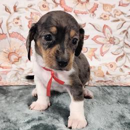 Penny - Dapple female Dachshund puppy in Anaconda, Montana from Williams Family Dachshunds