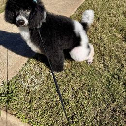 Snow White - Poodle puppy from Fancy Southern Standards