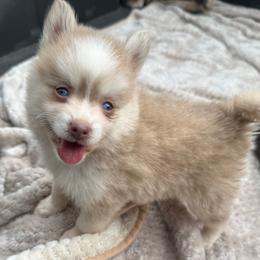 Boba - Lavender male Pomsky puppy in Gunter, Texas from The Painted Pomsky