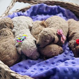 Biewer Terrier and Poodle Puppies from Alpha Tiny Paws
