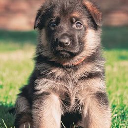 German Shepherds from Tier 1 German Shepherds