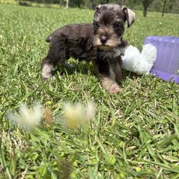 Emma - Liver female Miniature Schnauzer puppy in Jayess, Mississippi from Barbara Clark