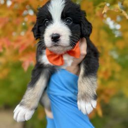 JACK o Lantern - male Australian Mountain Doodle puppy in Taylors, South Carolina from Aspen Mountain Doodles LLC