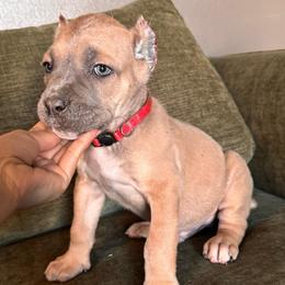 Formentino 1- Red Collar - Gray and fawn male Cane Corso puppy in Compton, California from Urban League Cane Corso