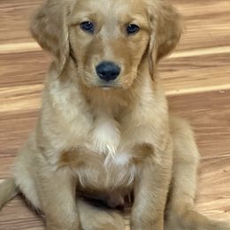 Dunn - yellow collar - Dark golden male Golden Retriever puppy in Cheyenne, Wyoming from Battlemountain Kennels
