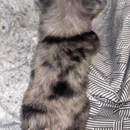 Toy Australian Shepherd Puppies from Carlsbad Toy Aussies