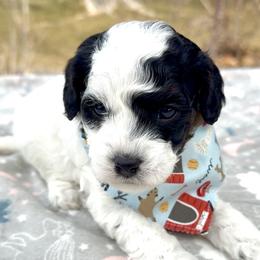 Oreo - Tri-color male Cavapoo puppy in Mona, Utah from Hearts Full of Puppies