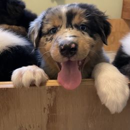 Australian Shepherd Puppies from 303 Aussies