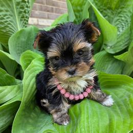 Chanel TEACUP - Black and tan female Yorkshire Terrier puppy in Monticello, Iowa from Ashley’s Puppies