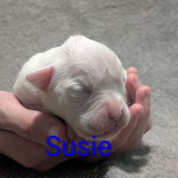 Susie - White female Boxer puppy in New Holland, Pennsylvania from Shady Rill puppies