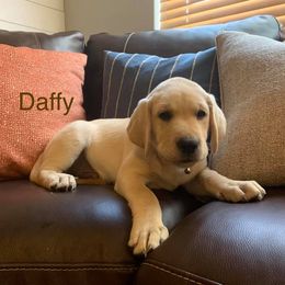 Labrador Retrievers from Liberty's Labradors