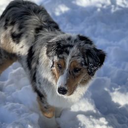 Stella - Australian Shepherd