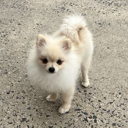 Pomeranian puppies from Pom paws over gardens