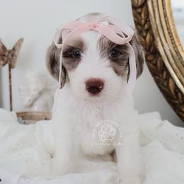 Bridle Path - Parti female Goldendoodle puppy in Savannah, Georgia from Vino and Vespa Doodles