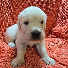Girl 2 - Light golden female Golden Retriever puppy in Savannah, Georgia from Golden Point Retrievers