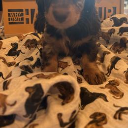 Astrid - Dapple female Dachshund puppy in Hudson, Michigan from Mittentail Kennel Miniature Dachshunds & Australian Shepherds