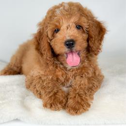 Hundley - Golden male Cockapoo puppy in Pledger, Texas from Sugarbear Cockapoos