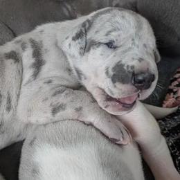 Laural - Merle male Great Dane puppy in Turon, Kansas from RCM Great Danes