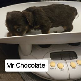 Yorkshire Terrier Puppies from Lewis Precious Paws