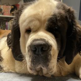 Bella - Saint Bernard