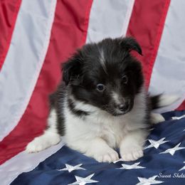 Shetland Sheepdog Puppies from Sweet Sheltie Blessings