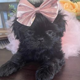 Shih Tzus from Northwestpups2love