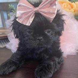 Shih Tzus from Northwestpups2love