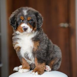 Emerald - Merle male Bernedoodle puppy in Dundee, Ohio from Down Home Doodle
