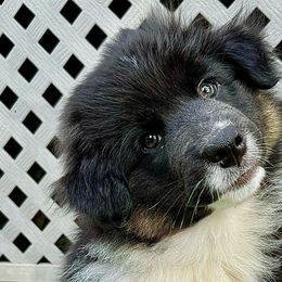 Bono - Black tri-color Australian Shepherd puppy in Silverdale, Pennsylvania from Bedtime Story Australian Shepherds