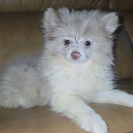 Hunnibunnies Tianna - Chocolate merle female Pomeranian puppy in Cleveland, Ohio from Hunnibunnies